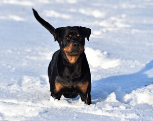 a puppy rottweiler in the snow