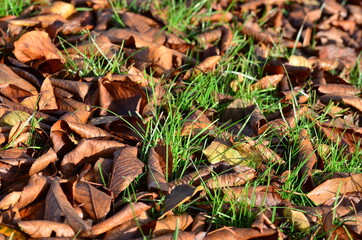 Herbstlaub