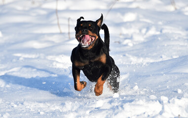 a lovely rottweiler in the snow