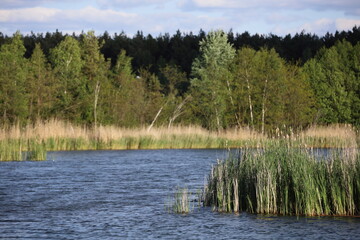 Lake in the forest, Poland