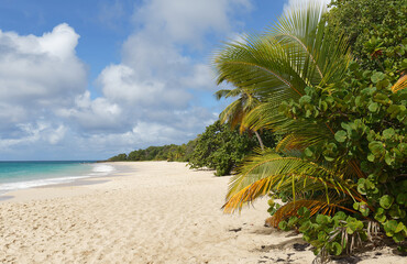 The picturesque Caribbean beach , Martinique island, French West Indies.
