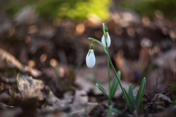 Snowdrop flowers (Galanthus nivalis). Snowdrops bloom in the forest in spring. White snowdrops in sunlight close-up on blurry background with beautiful bokeh.