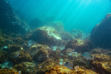 Naklejka na ściany i meble Underwater photo near the coast of flora and fauna on rocky seabed