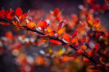 Nice red leaf branch of barberry at summer sunset light