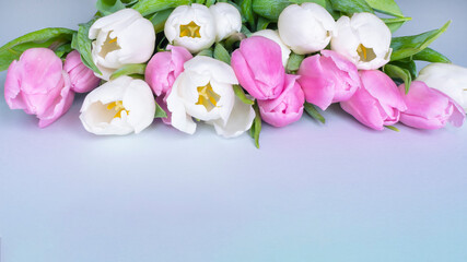 spring tulips background