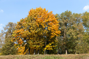 Naklejka premium deciduous oak trees in the forest or in the Park