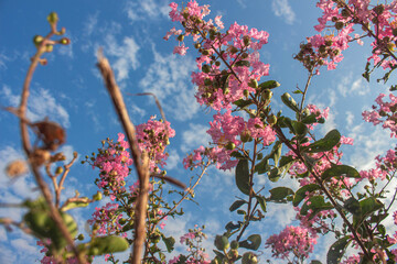 Beautiful Sky and Flowers in Park