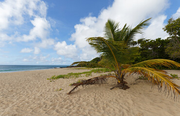 The picturesque Caribbean beach , Martinique island, French West Indies.