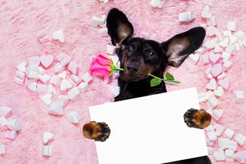 Fotobehang Grappige hond gelukkige valentijnshond in bed van marshmallows