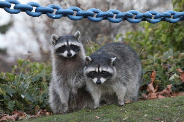 Raccoons 