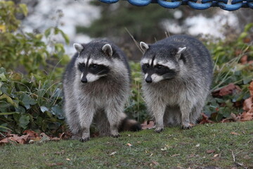 Raccoons