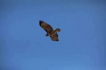 Red Tailed Hawk
