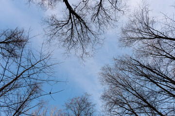 view of the tops of bare trees in winter when all the leaves have fallen