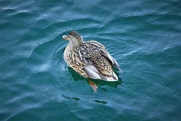 Cute duck swim on the lake