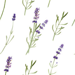 Lavender flowers seamless pattern isolated on white background. Watercolor hand drawing  botanical illustration. For card, wallpaper, packaging, invitation