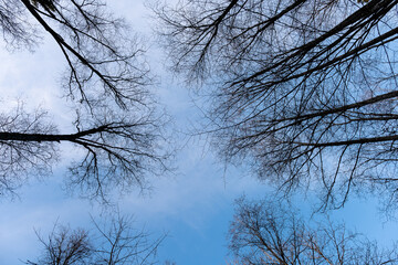 view of the tops of bare trees in winter when all the leaves have fallen