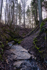 a small rapid river flows through a beautiful forest with large trees