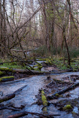 a small rapid river flows through a beautiful forest with large trees