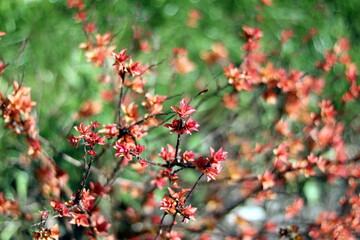 red berries on a branch