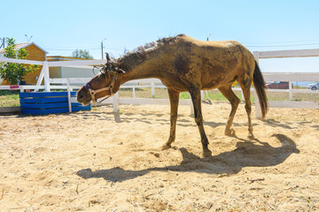 A horse shakes off the sand after lying on its back in the sand