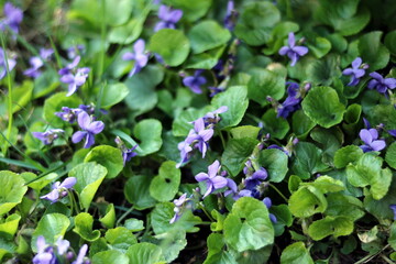 flowers in the garden