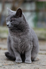 British cat. Gray street cat.