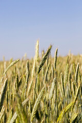 Obraz premium large grain yield of unripe wheat