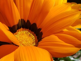 Flor Margarita