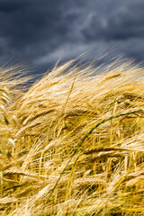 high yield of grain barley