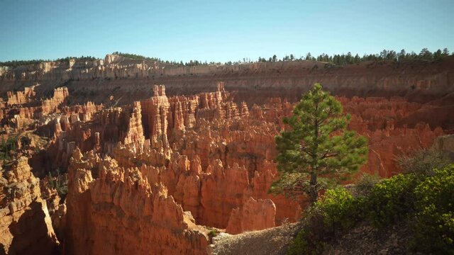Nice green pine tree in the foreground at Sunset Point at Bryce Canyon. Slider right to left