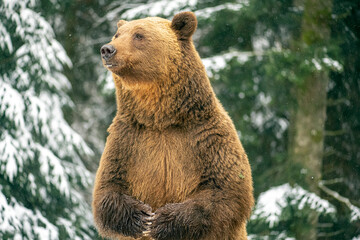 Brown bear in the winter forest