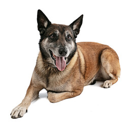 Belgian shepherd malinois lying