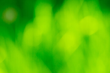 Obraz premium Natural grass green blurred background.