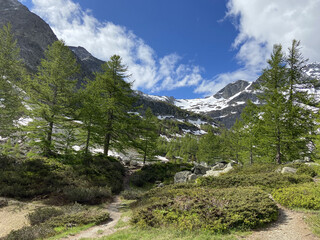 Beautiful shot of a forest surrounded by mountains covered in sn