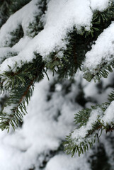 Spruce in the snow.