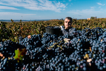 Man pouring black grapes into trailer in vineyard