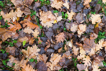 fallen to the ground foliage of deciduous trees