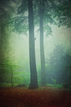 Foggy autumn forest