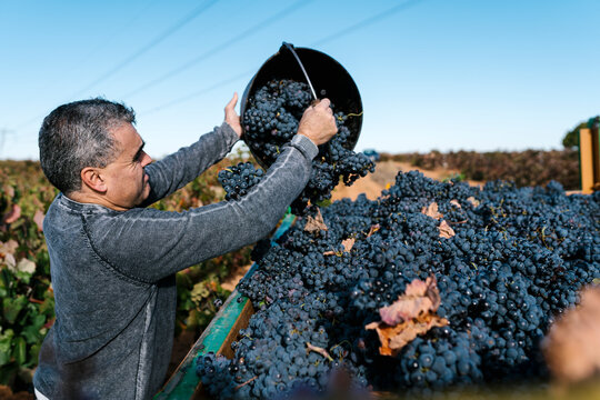 Man pouring black grapes from bucket into trailer in vineyard