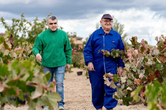 Male farmers discussing while walking in vineyard