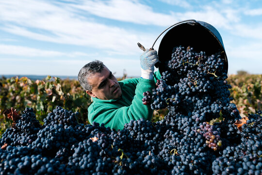 Mature male farmer pouring black grapes into trailer in vineyard