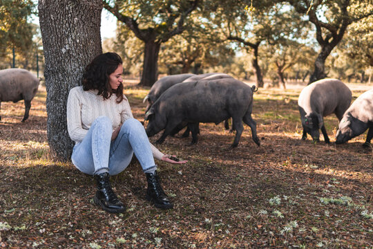 Woman showing acorn to Iberian pig grazing in background at farm