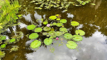Obraz na płótnie Canvas Tropical water pond with water lillies in a botanical garden