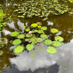 Tropical water pond with water lillies in a botanical garden