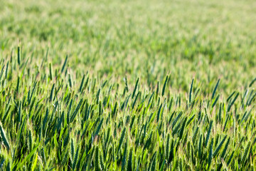 close - up of the agricultural crop rye