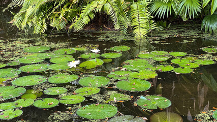 Tropical water pond with water lillies in a botanical garden