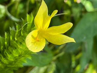 A macro view of a brigh yellow flowering  plant in a tropical botanical garden