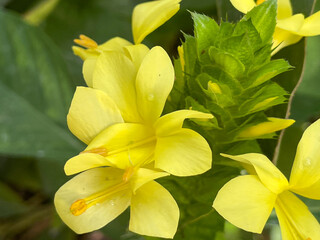 A macro view of a brigh yellow flowering  plant in a tropical botanical garden