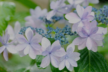 水色のガクアジサイ