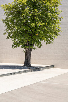 Slovenia, Ljubljana, Monument to the Victims of All Wars (Spomenik rtvam vseh vojn), Tree on town square